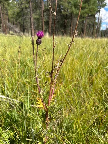 Graham's Thistle — photo by Conor and Alexandra