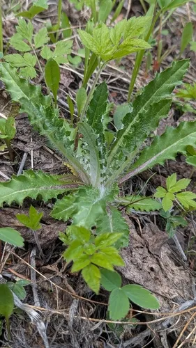 White Thistle — photo by Ben Keen
