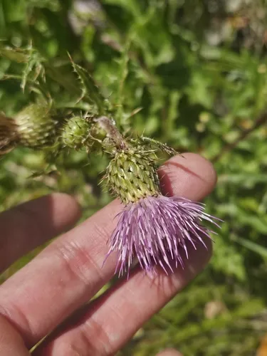 Suisun Thistle — photo by Marco Iboshi