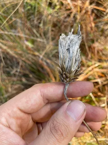 Le Conte's Thistle — photo by Brandon Wheeler
