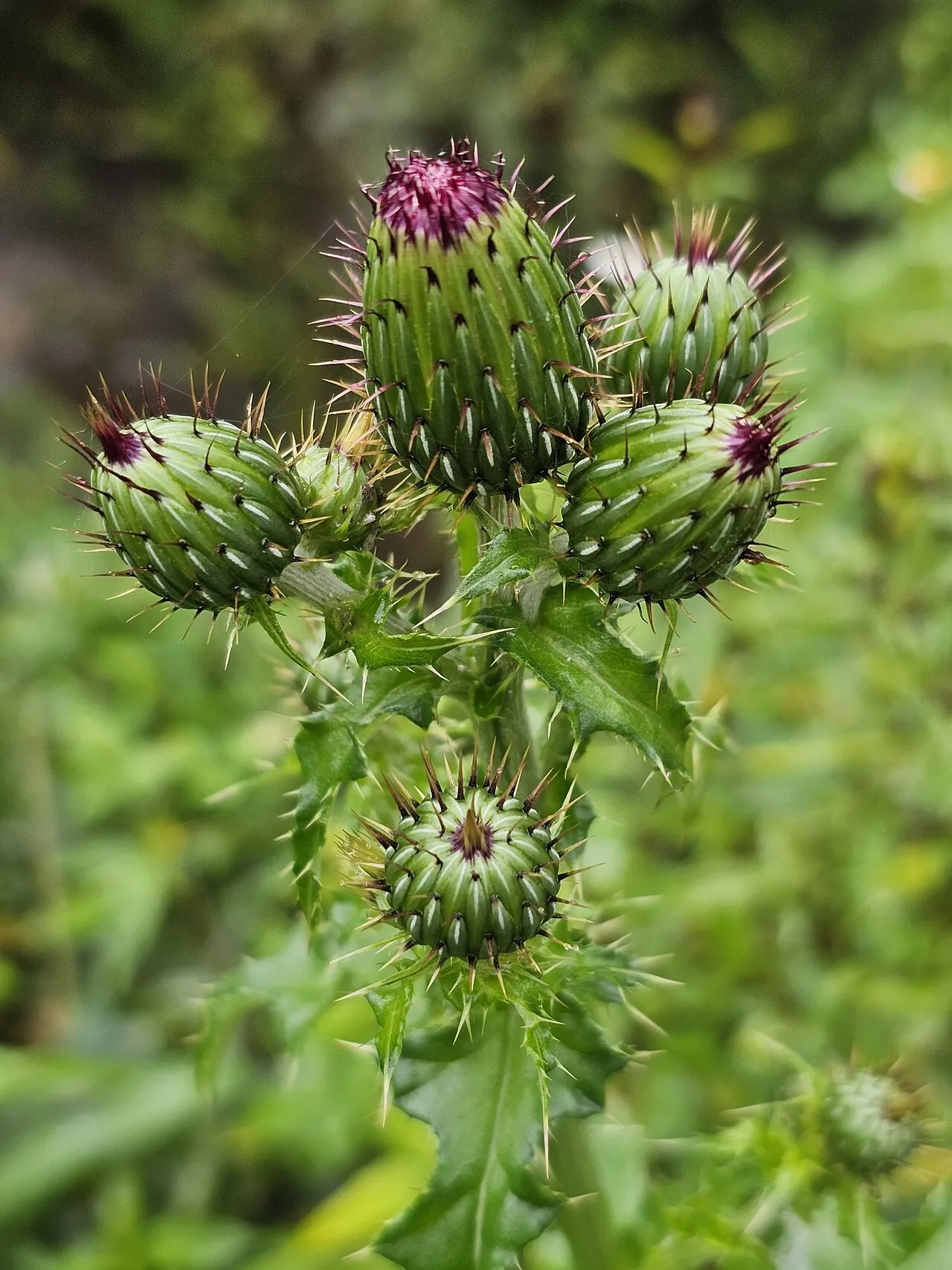 Mexican Thistle — photo by (c) ritirene, some rights reserved (CC BY)
