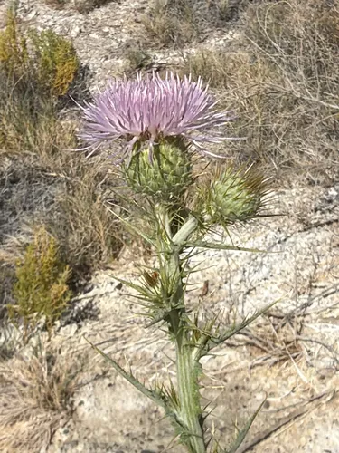 Mojave Thistle — photo by Aaron Liston
