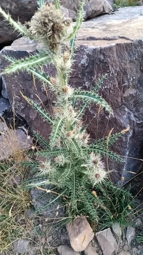 Murdock's Thistle — photo by Michael Thaibinh