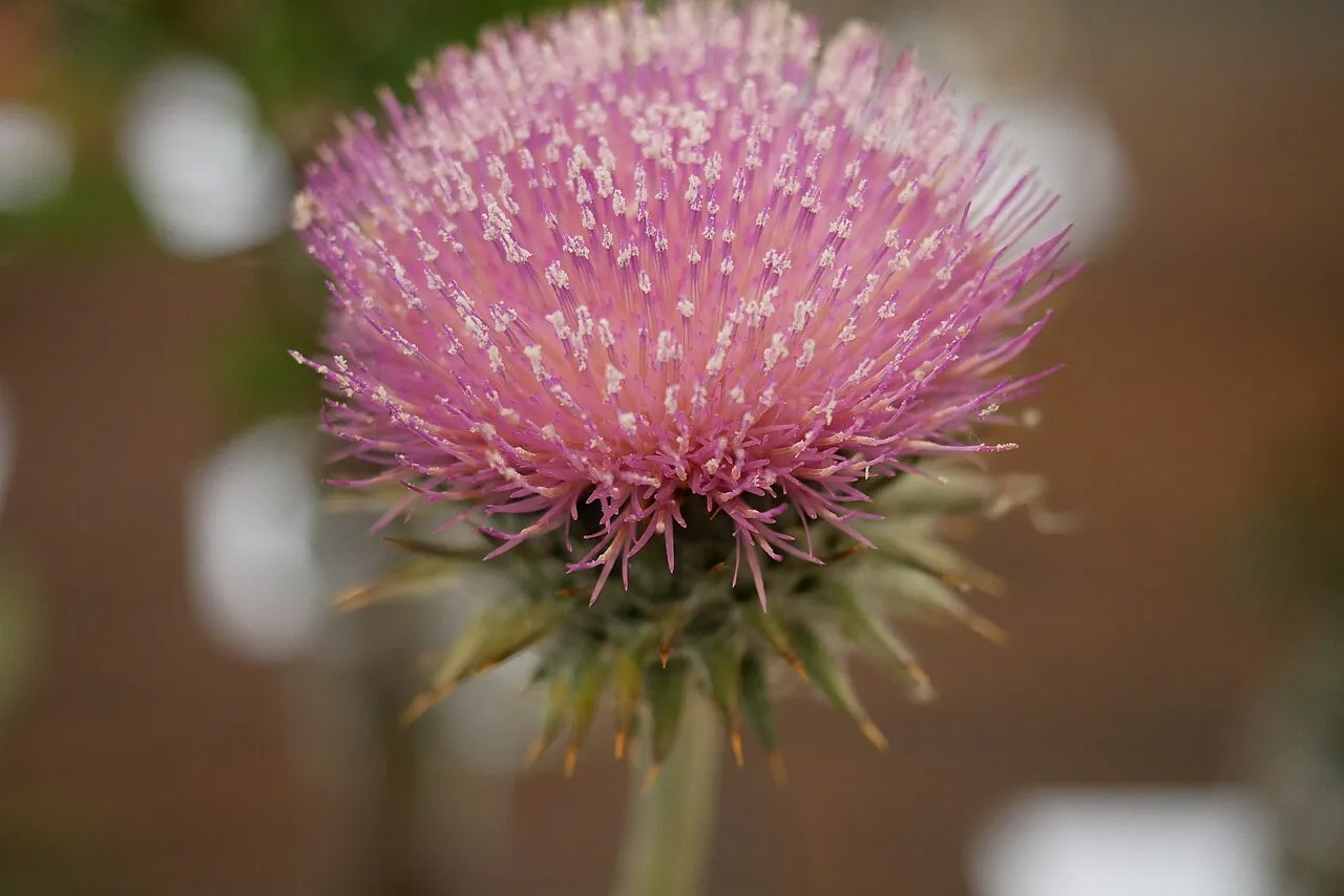 Cobwebby Thistle (var. californicum) — photo by Sgerbic