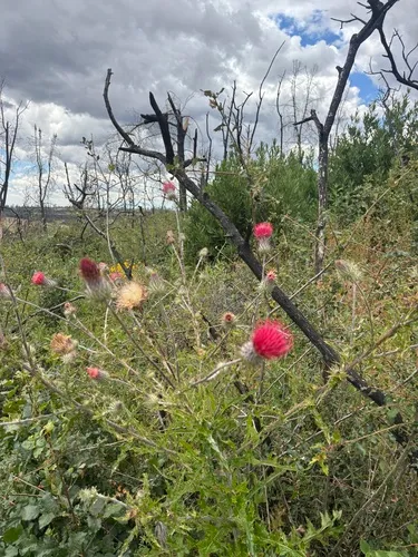 Compact Cobwebby Thistle (var. compactum) — photo by monkeyflower4ever