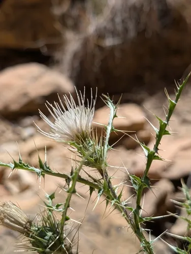 Ownbey's Thistle — photo by Jennifer Ackerfield