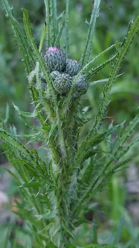 Marsh Thistle — photo by Jiří Danihelka