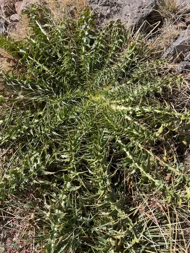 Steen Mountain Thistle — photo by Sarah Saaristo