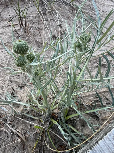 Sand Dune Thistle — photo by Parker Lipsman