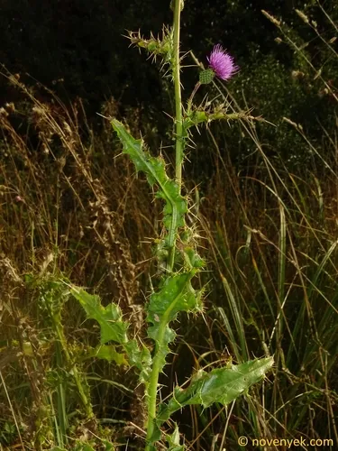 Pyrenean Thistle — photo by Exner Tamás