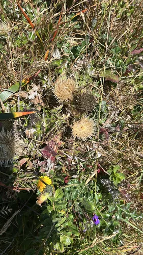 Alameda County Thistle