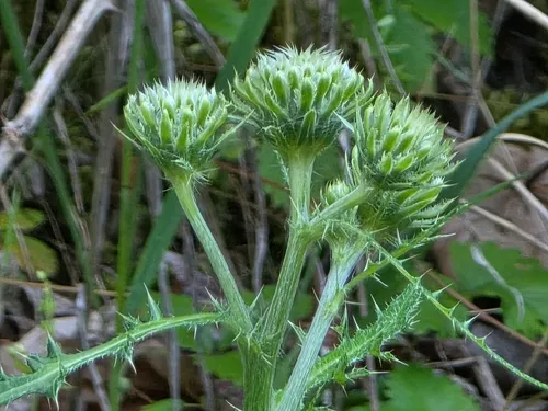 Fewleaf Thistle — photo by Bob Sweatt