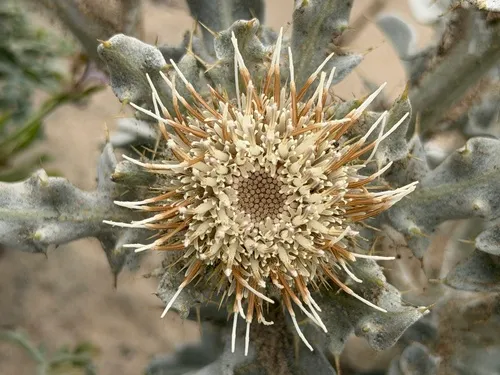 Surf Thistle — photo by Alex Heyman