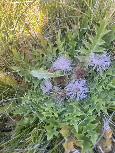 Meadow Thistle — photo by Rebekah Shane