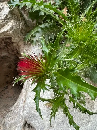 Cliff Thistle