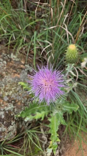 Wavyleaf Thistle