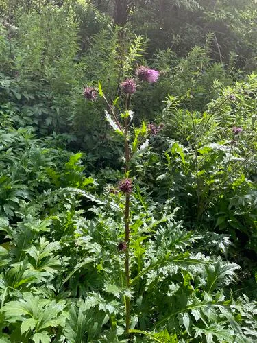Sacramento Mountain Thistle — photo by Martin Purdy