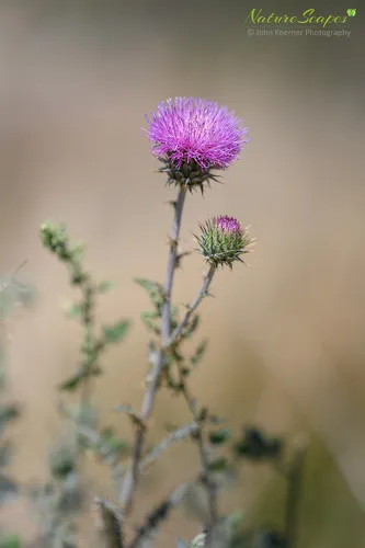 Wheeler's Thistle — photo by jkoerner007