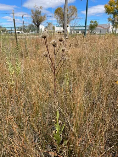 Wright's Thistle — photo by Martin Purdy