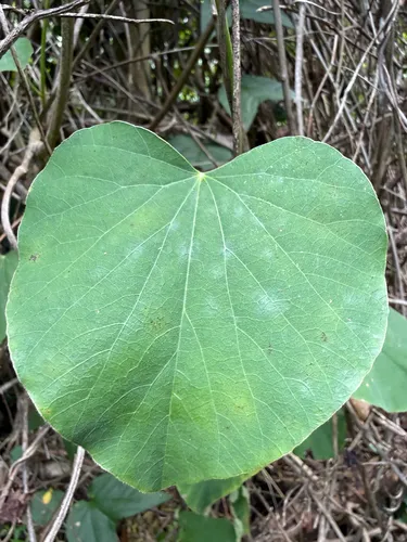Velvetleaf