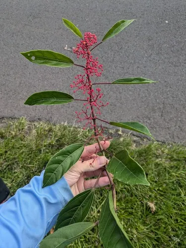 Javanese Treebine