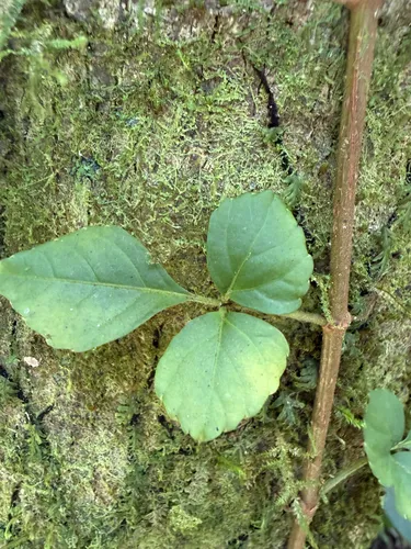 Spoonleaf Treebine