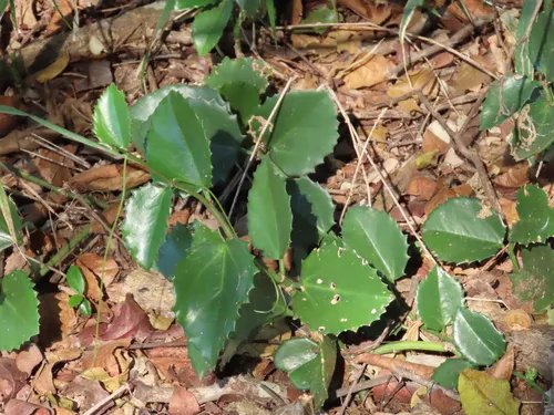 Venezuelan Treebine — photo by Tivan Kotze