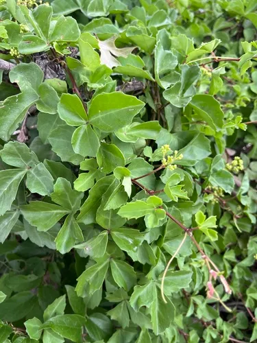 Sorrelvine