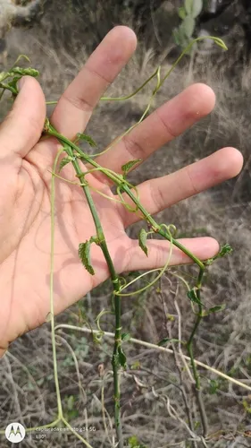 Seasonvine
