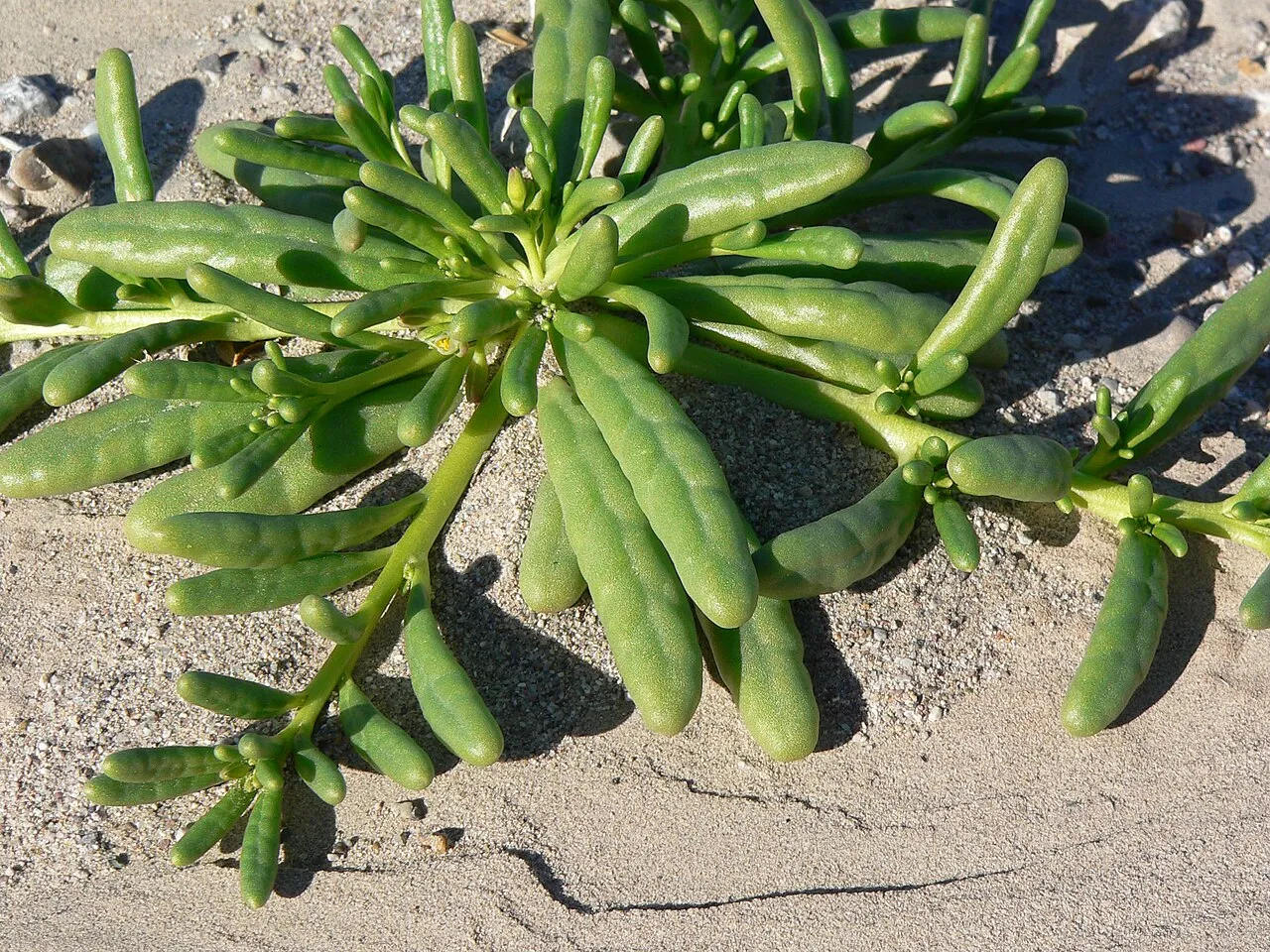 Desert Pussypaws