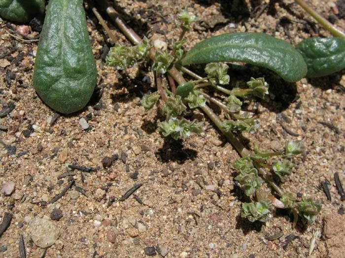 Common Pussypaws — photo by Unknown author Unknown author