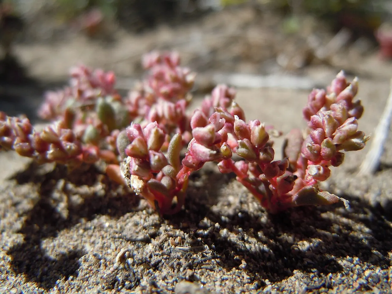 Rosy Pussypaws — photo by Matt Lavin from Bozeman, Montana, USA