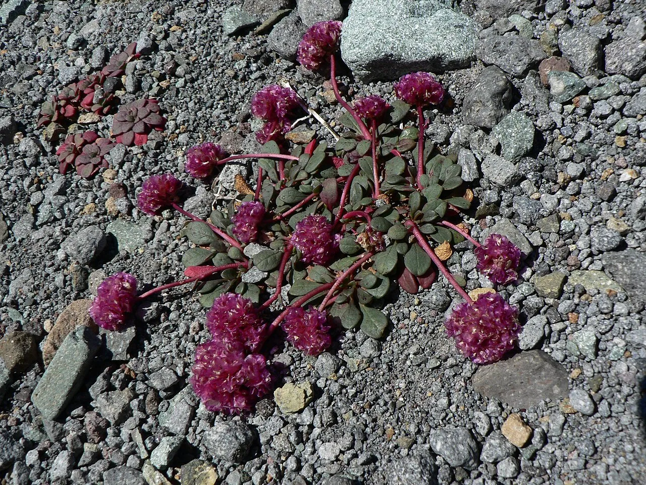 Mt. Hood Pussypaws