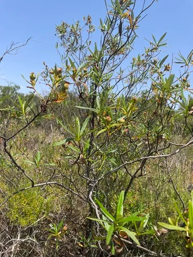 Common Gum Cistus
