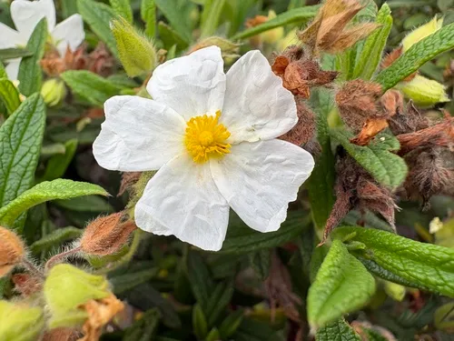 Montpelier Cistus