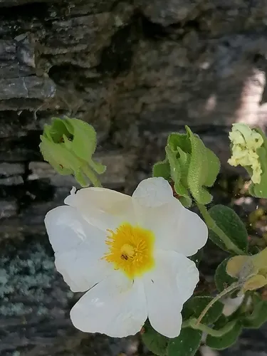 Salvia Cistus