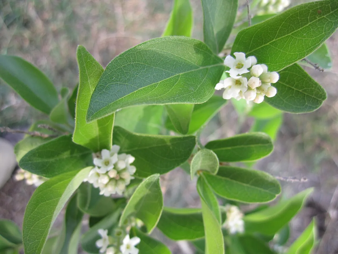 Berlandier's Fiddlewood
