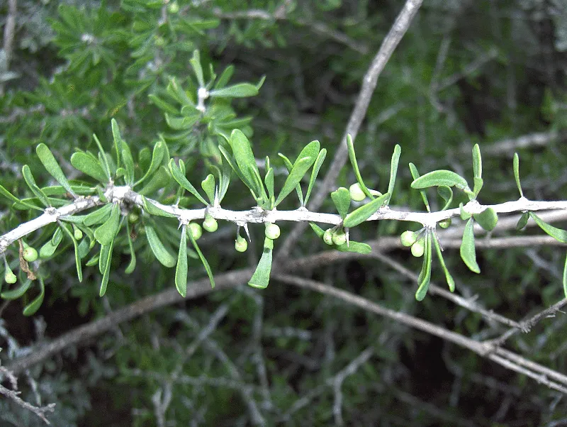 Boxthorn Fiddlewood