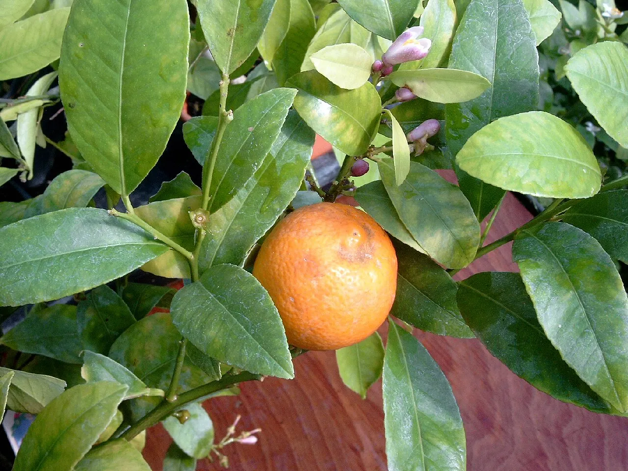 Mandarin Lime