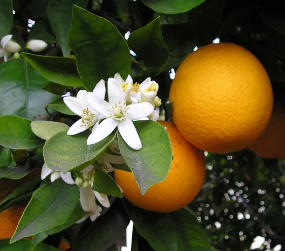 Sweet Orange — photo by Ellen Levy Finch ( Elf )
