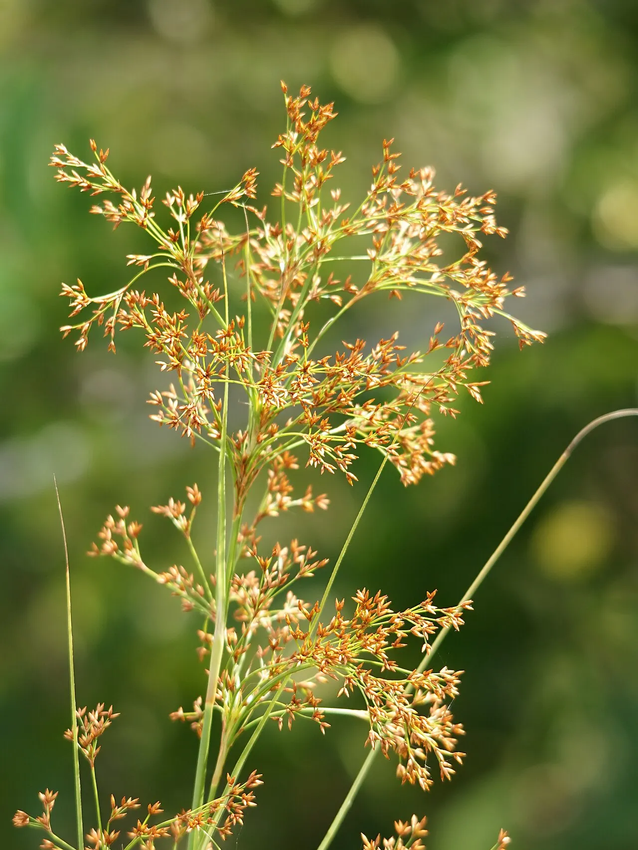 Jamaica Swamp Sawgrass (subsp. jamaicense)