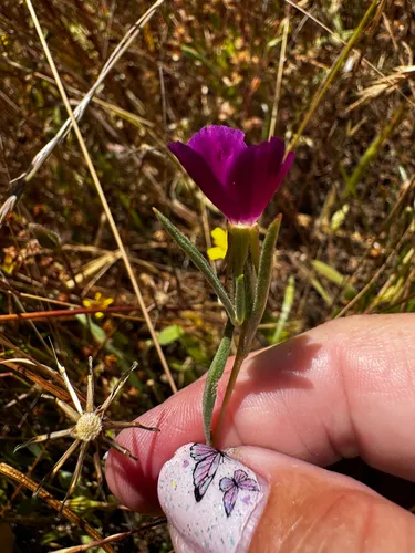 Chaparral Clarkia