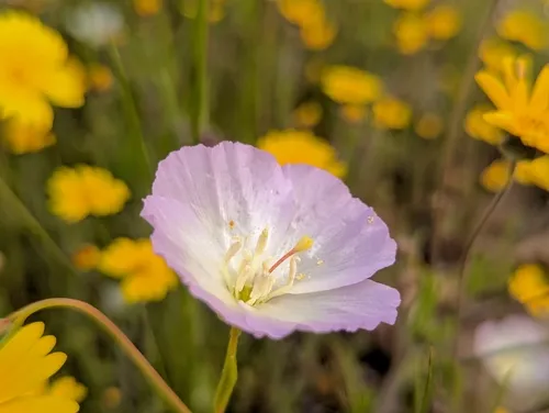 Glandular Clarkia — photo by MJ Nehl