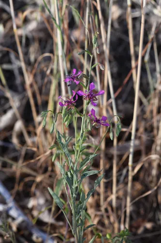 Small's Southern Clarkia — photo by Trevor Van Loon