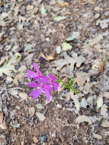 Mariposa Clarkia (subsp. australis) — photo by Cory K