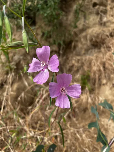 Botta's Clarkia
