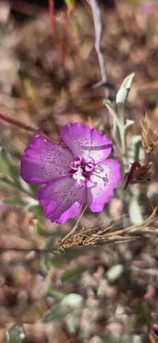 Speckled Clarkia (subsp. clavicarpa) — photo by Jonas Katona