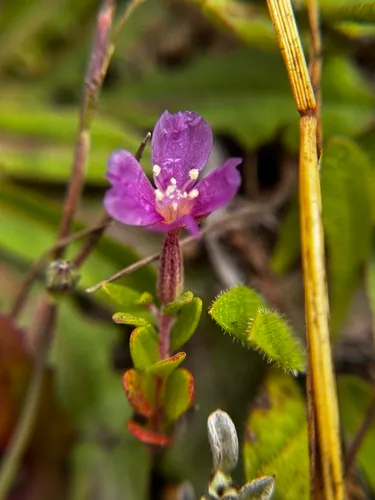 Davy's Clarkia