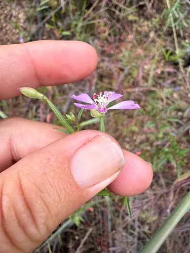 Campo Clarkia