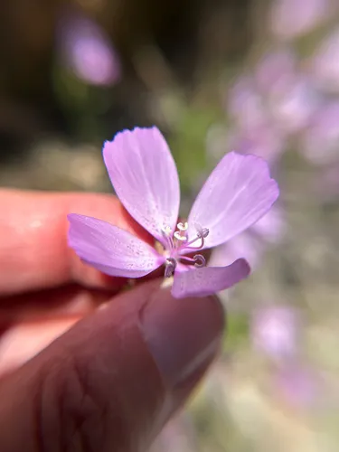 Dudley's Clarkia — photo by Alicia Di Rado